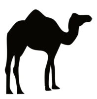 kameel2